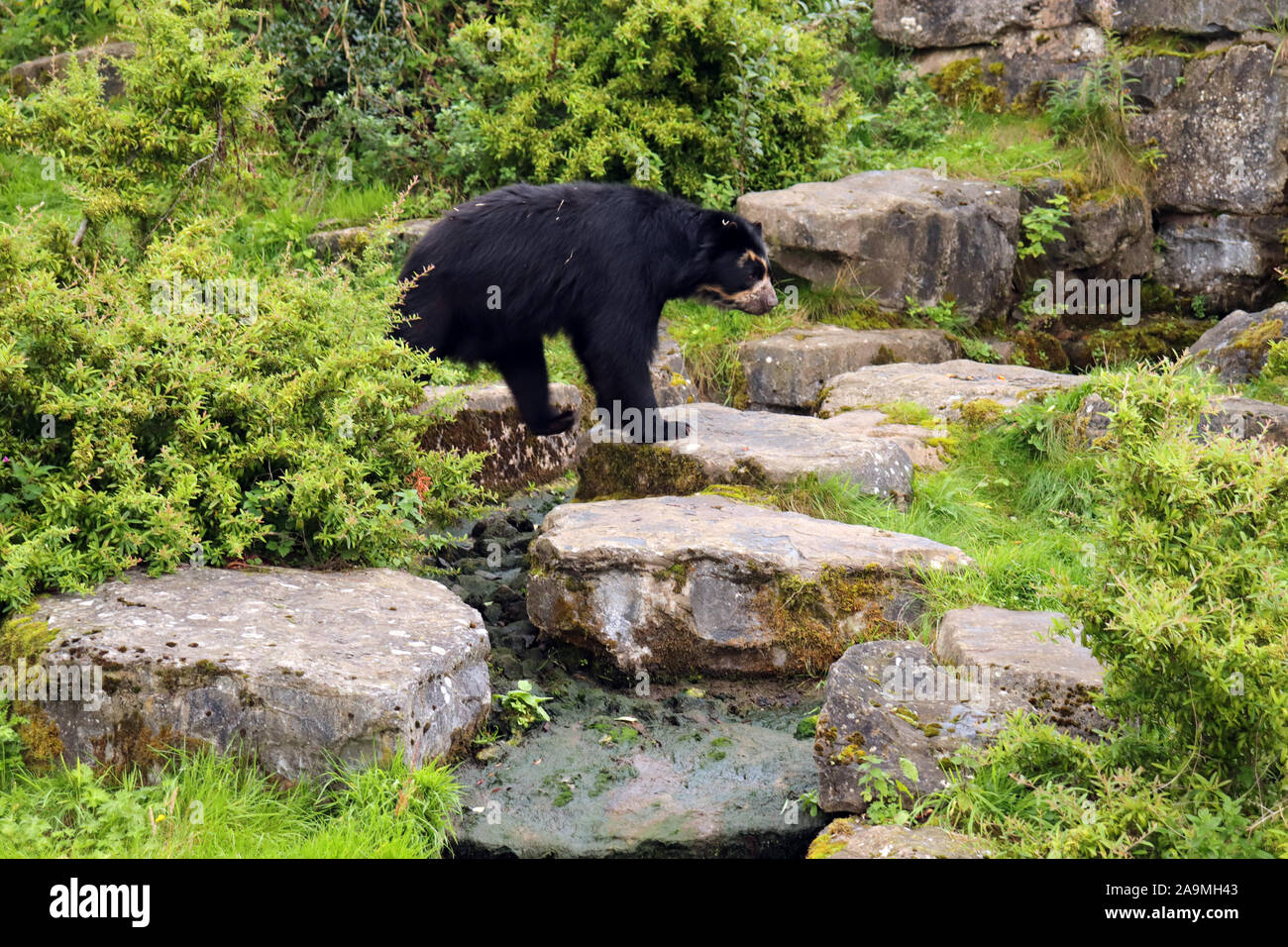 Andean Bear Stock Photo