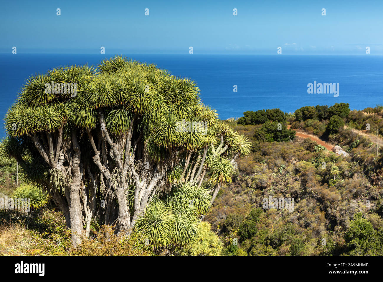Canary island tree hi-res stock photography and images - Alamy