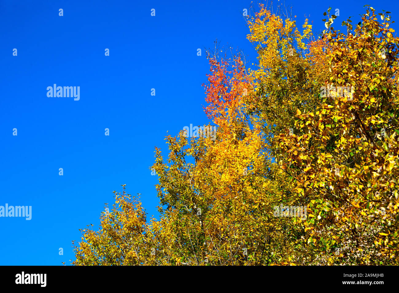 A horizontal image of aspen tree tops with their leaves turning the bright yellows and reds of autumn on a blue sky background in rural Alberta Canada Stock Photo