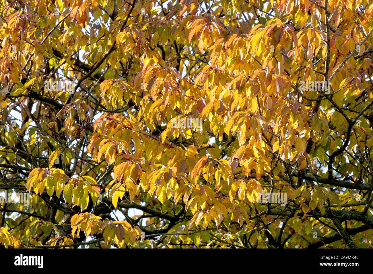 Wild Cherry (prunus avium), a shot of the leaves as they change colour during the autumn. Stock Photo