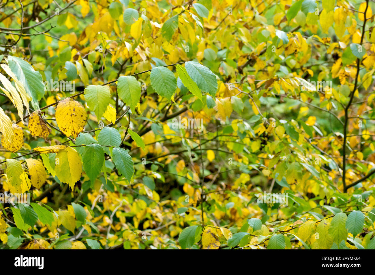 Wych Elm (ulmus glabra), close up of the leaves as they change colour during the autumn. Stock Photo