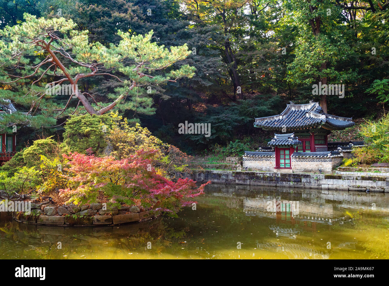 SEOUL, SOUTH KOREA - OCTOBER 31, 2019: colorful pine tree in Buyeongji pond with Buyongjeong Pavilion in Huwon Secret Rear Garden of Changdeokgung Pal Stock Photo