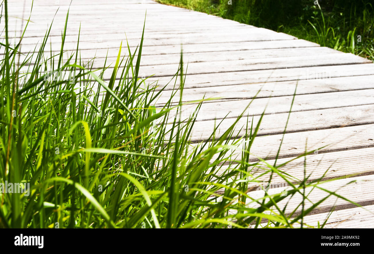 Wellness green grass with wooden bridge background Stock Photo