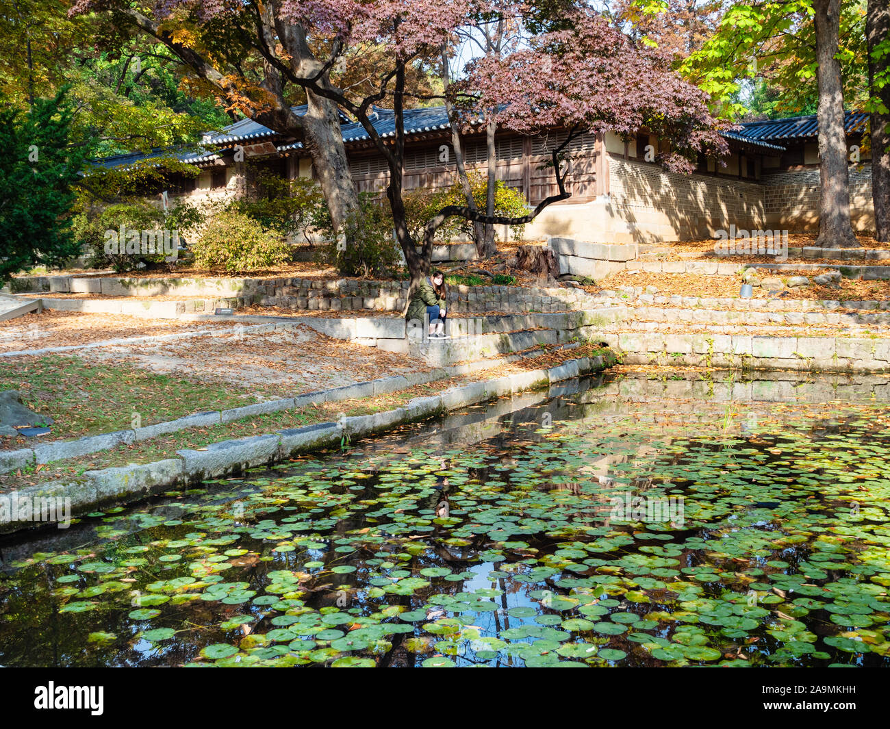 SEOUL, SOUTH KOREA - OCTOBER 31, 2019: visitor on waterfront of Aeryeonji pond with lotus plant in Huwon Secret Rear Garden of Changdeokgung Palace Co Stock Photo