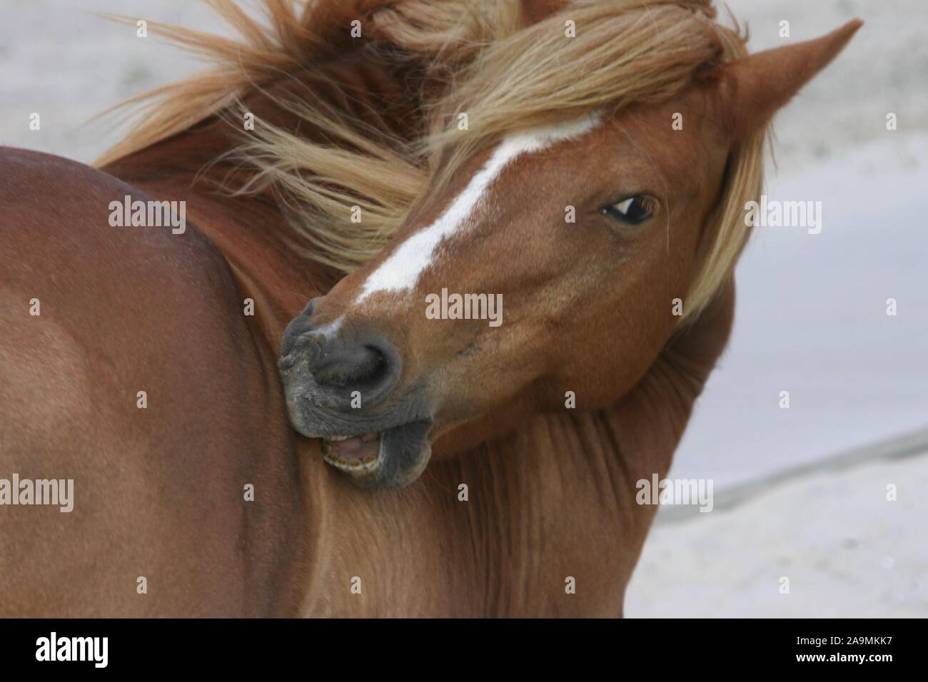 Wild horses /ponies on Assateague Island Stock Photo