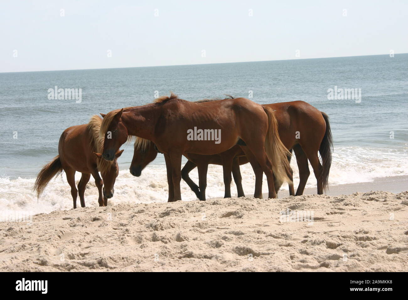 Wild horses /ponies on Assateague Island Stock Photo
