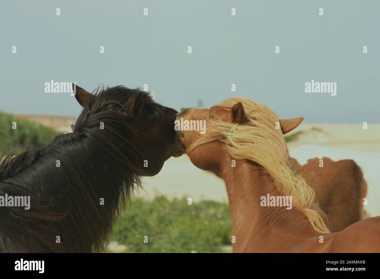 Wild horses /ponies on Assateague Island Stock Photo
