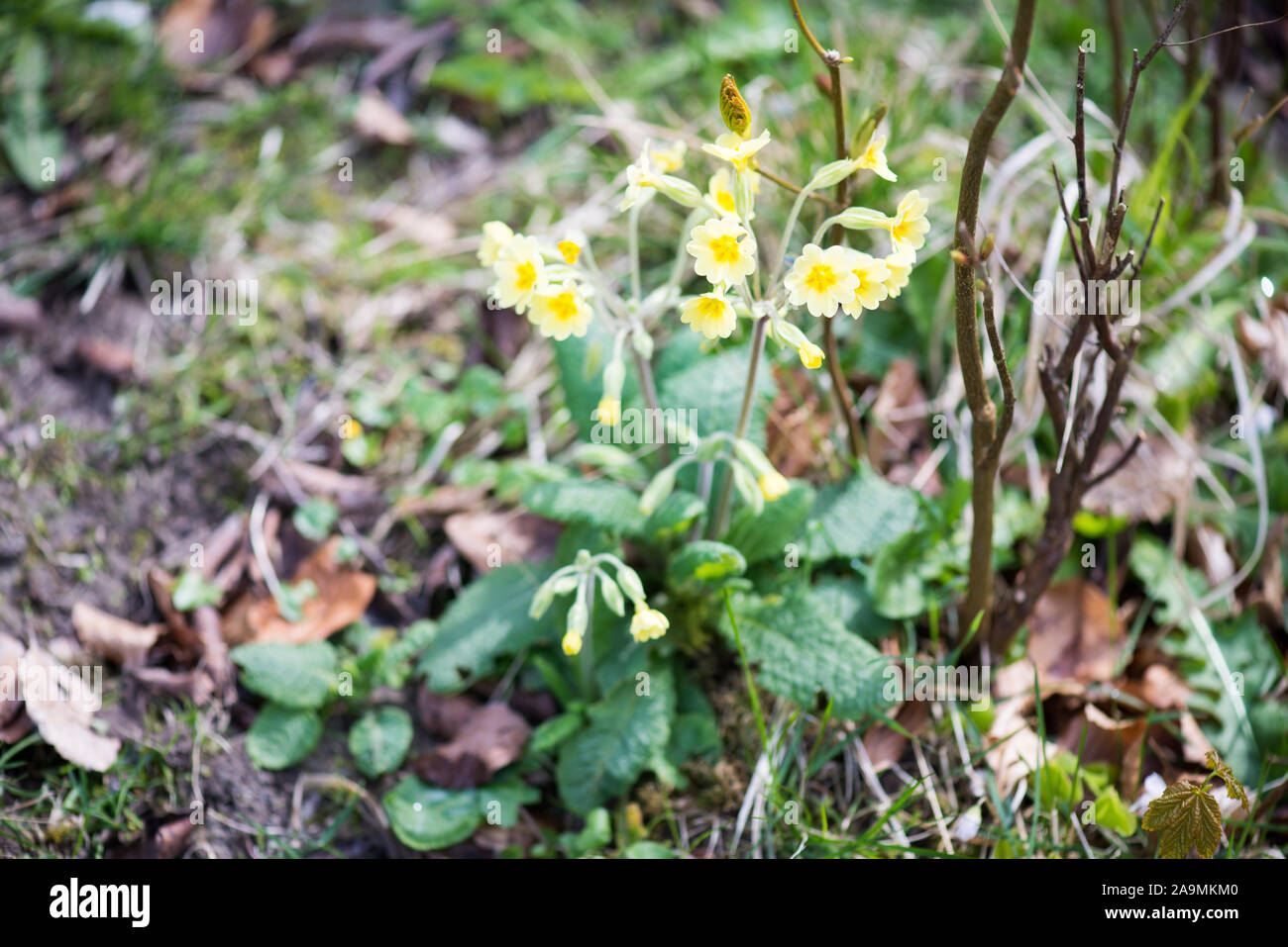 Primula elatior, the oxlip on Møn in Denmark Stock Photo