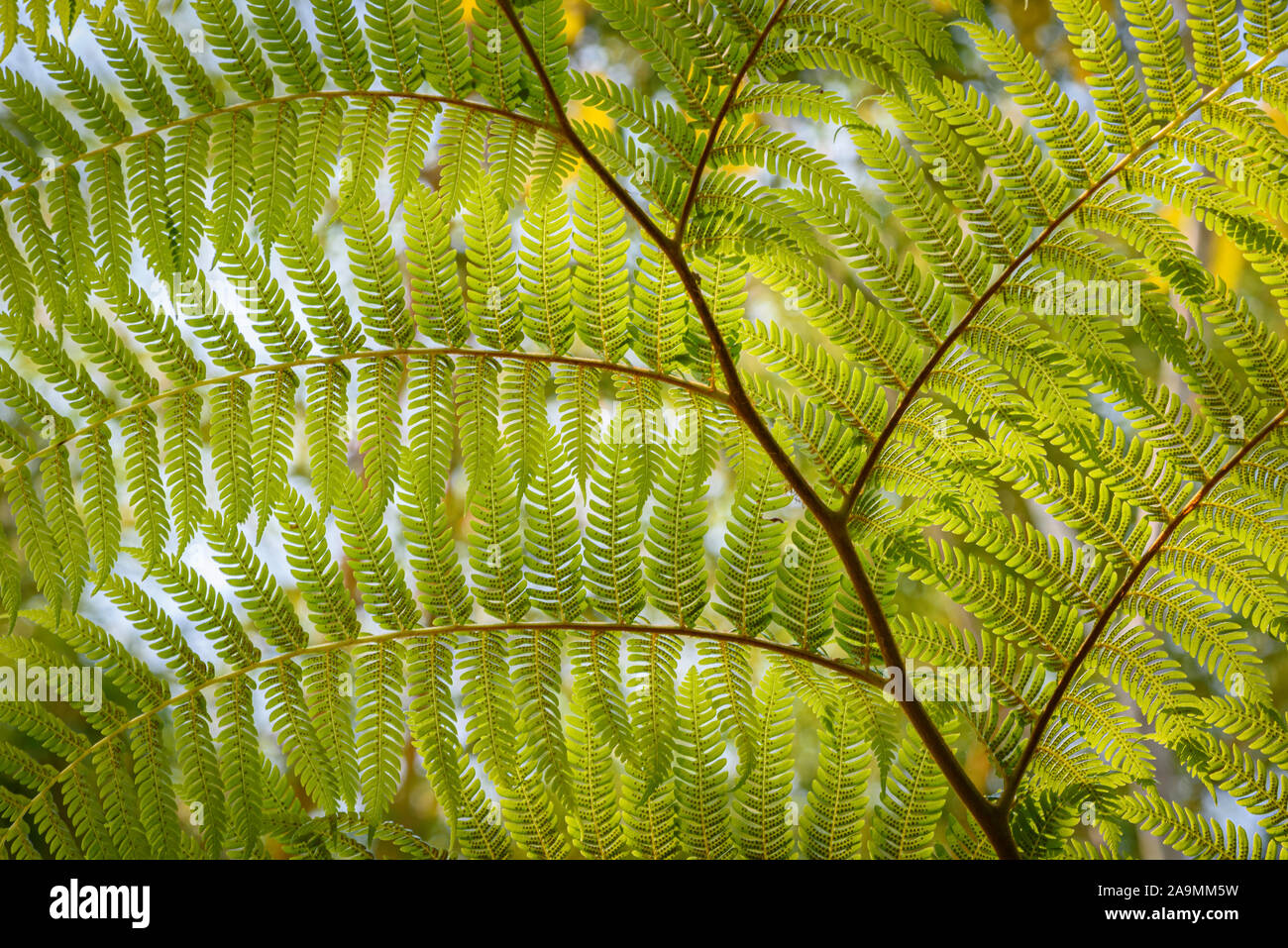 Fern frond at Vallarta Botanical Garden, Puerto Vallarta, Mexico. Stock Photo