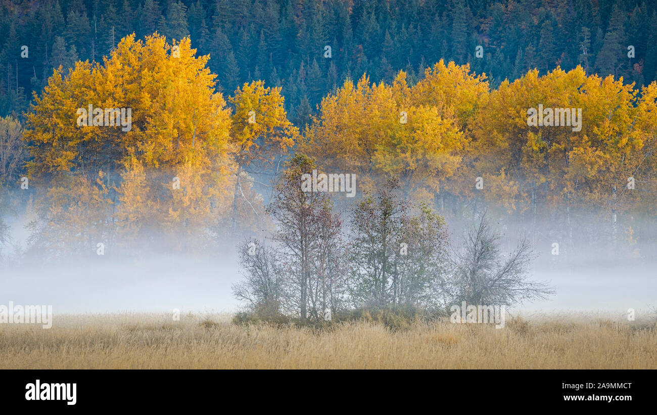 Fall color at Trout Lake Natural Area Preserve; Trout Lake, Washington. Stock Photo