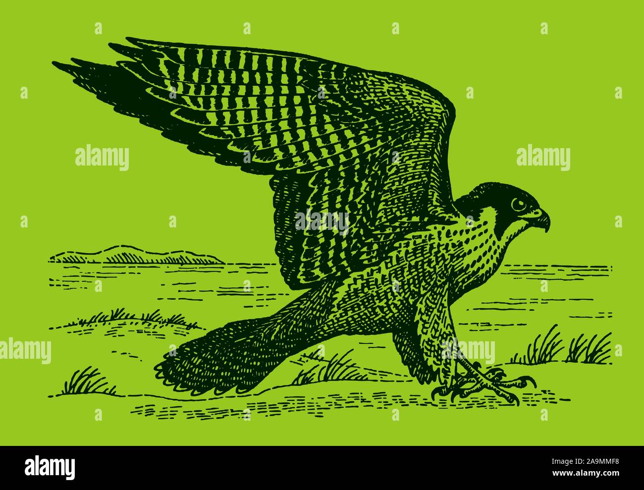 Peregrine falcon (falco peregrinus) sitting on the ground and spreading its wings, on a green background. Editable in layers Stock Vector