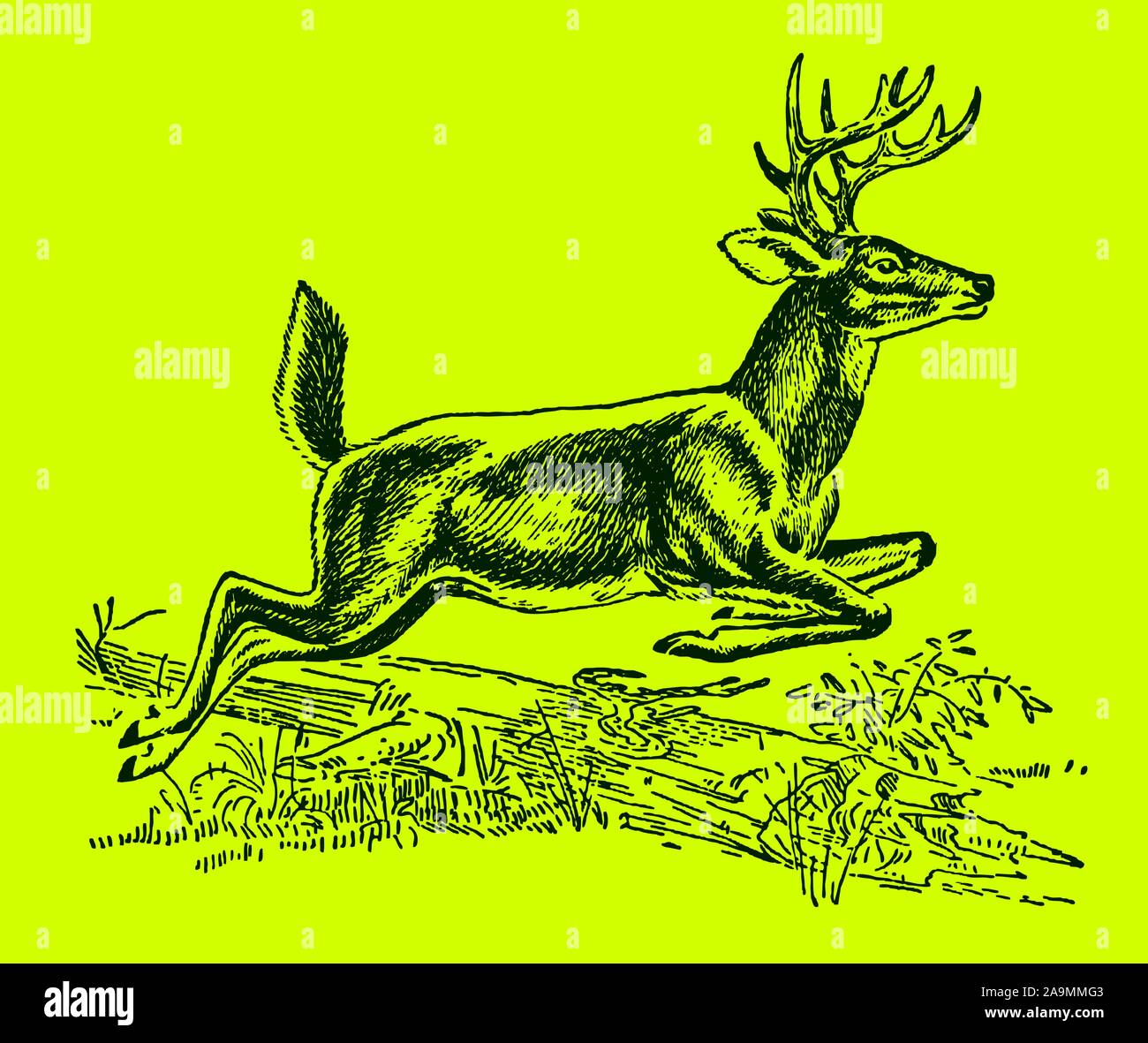 Male white-tailed or virginia deer (odocoileus virginianus) jumping over a lying tree trunk, on a bright green background. Editable in layers Stock Vector