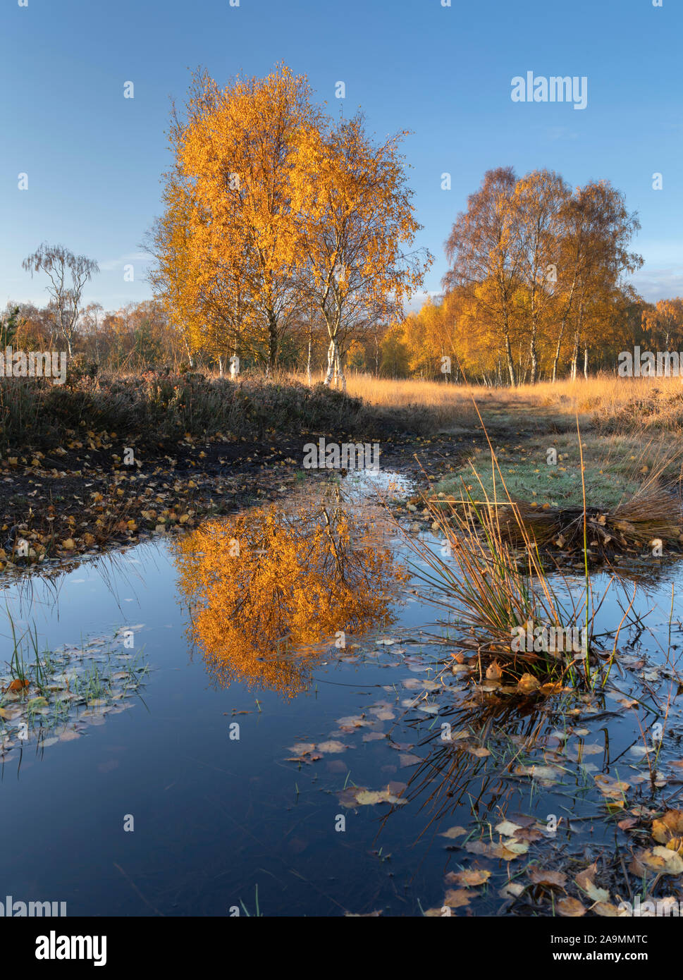 Autumn colours on Lowland Heath and Woodland at Strensall Common, near York, England. Stock Photo