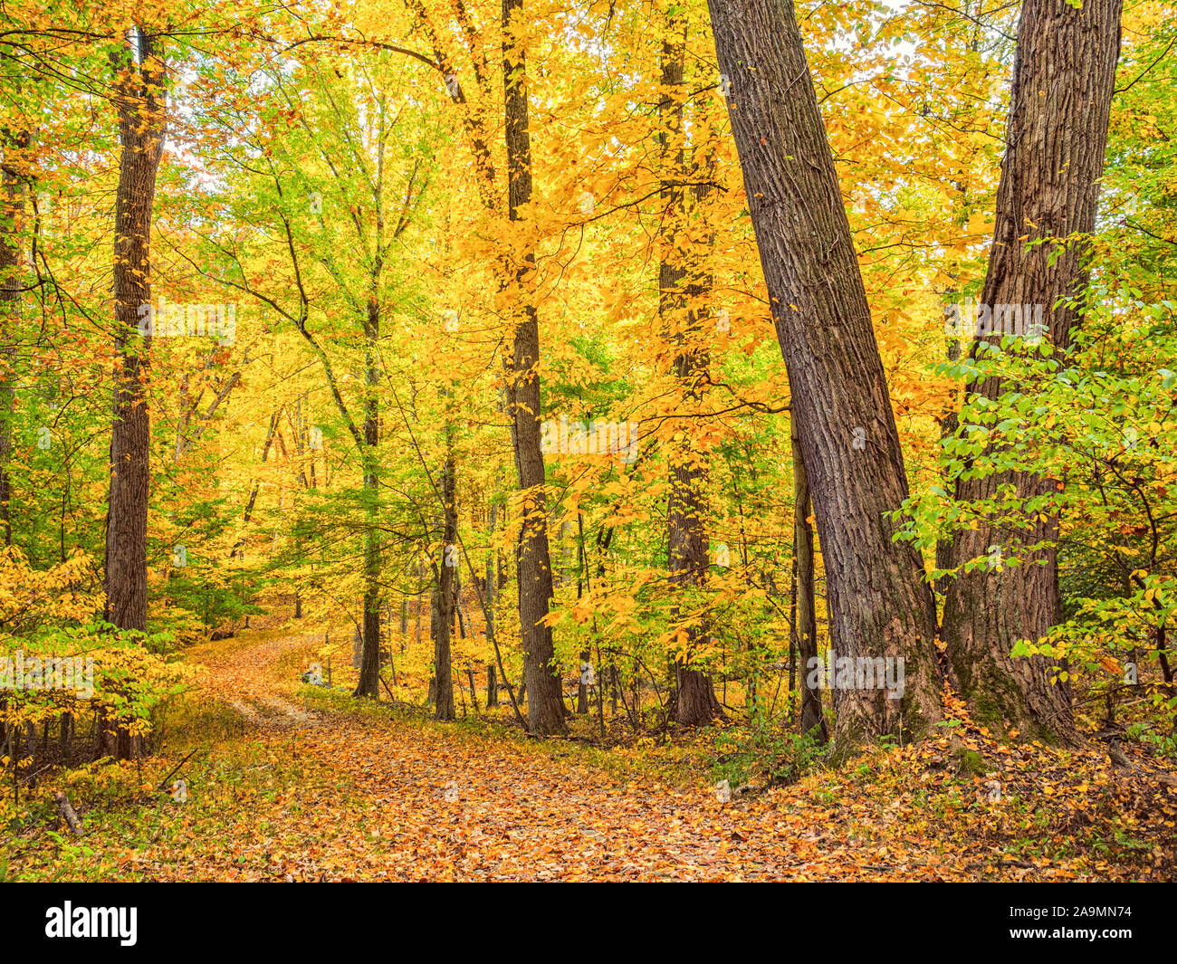 East coast fall color. Golden yellow autumn leaves carpet a hiking trail in Westchester County New York, Rockefeller State Park Preserve, Pleasanville Stock Photo