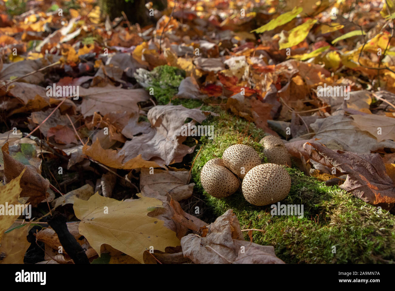 Common earthball (Scleroderma citrinum) mushrooms growns on a log with moss at Autumn surrounded by maple leaves Stock Photo