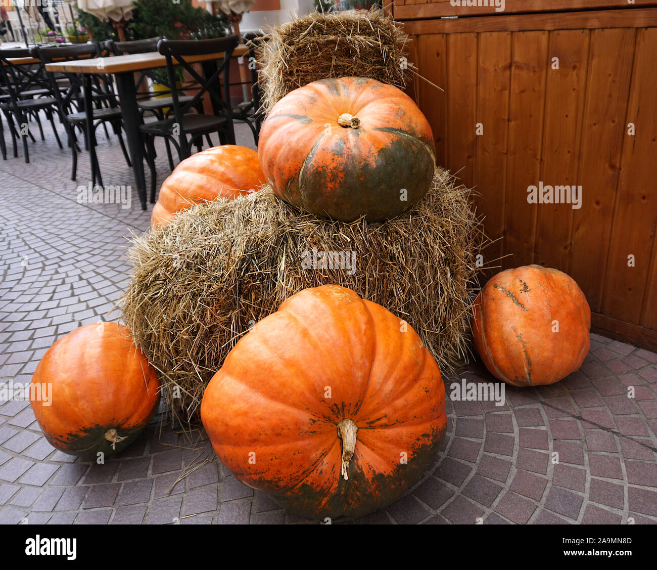 Ripe And Big Organic Orange Pumpkins And Hay Bales Decoration On