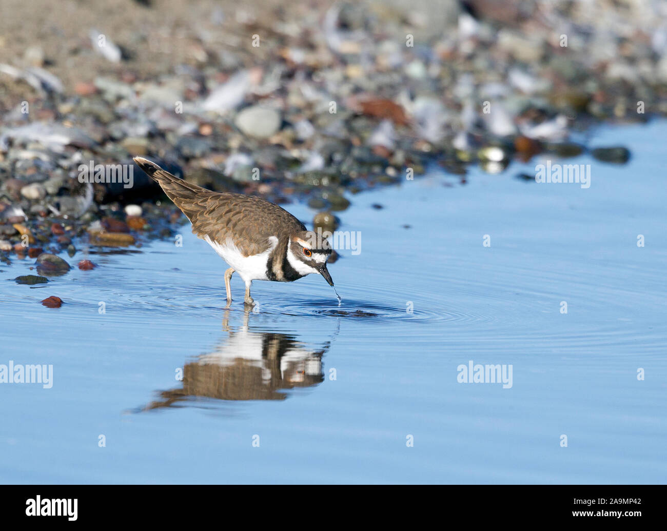 Killdeer Drinking Water dripping from beak Stock Photo Alamy