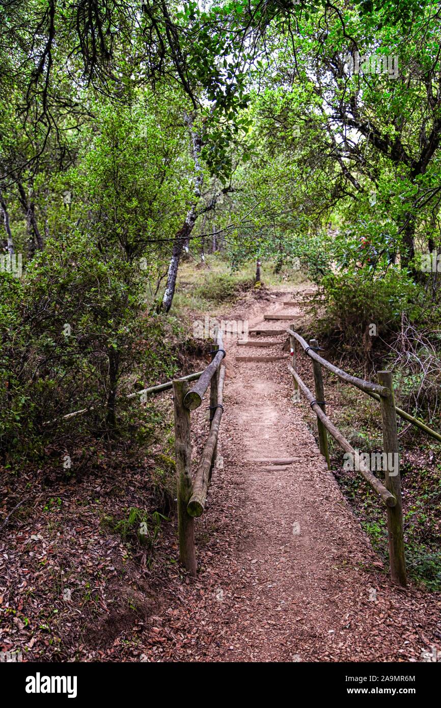 wooded walk along the Camino to Santiago de Compostela Stock Photo - Alamy