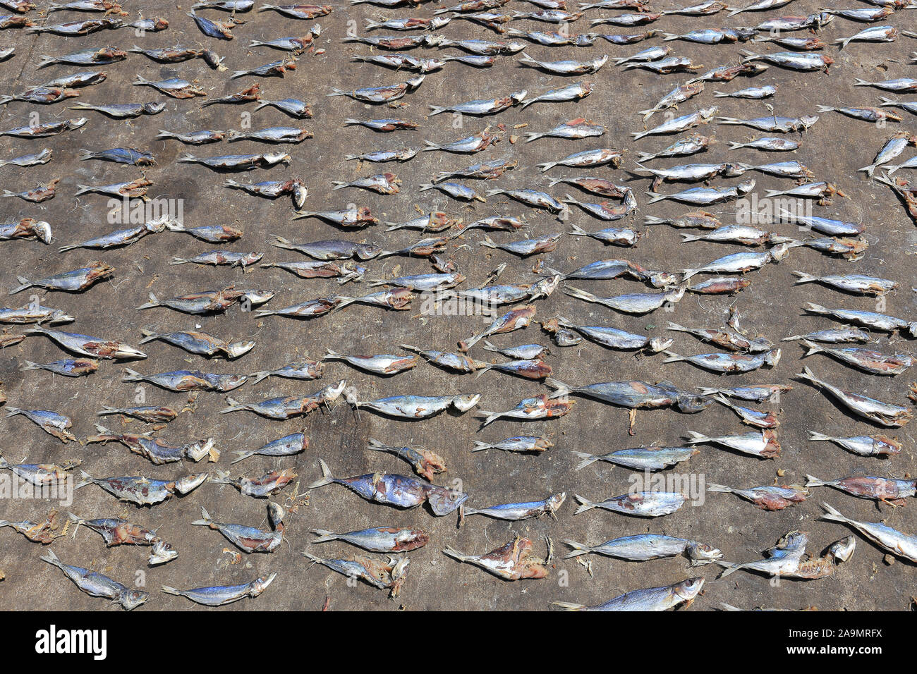 Dried fish to dry on the ground in Sri Lanka Stock Photo Alamy