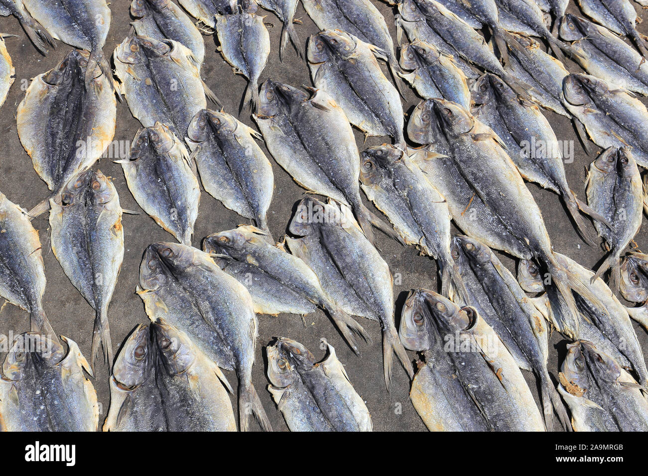 Dried fish to dry on the ground in Sri Lanka Stock Photo Alamy