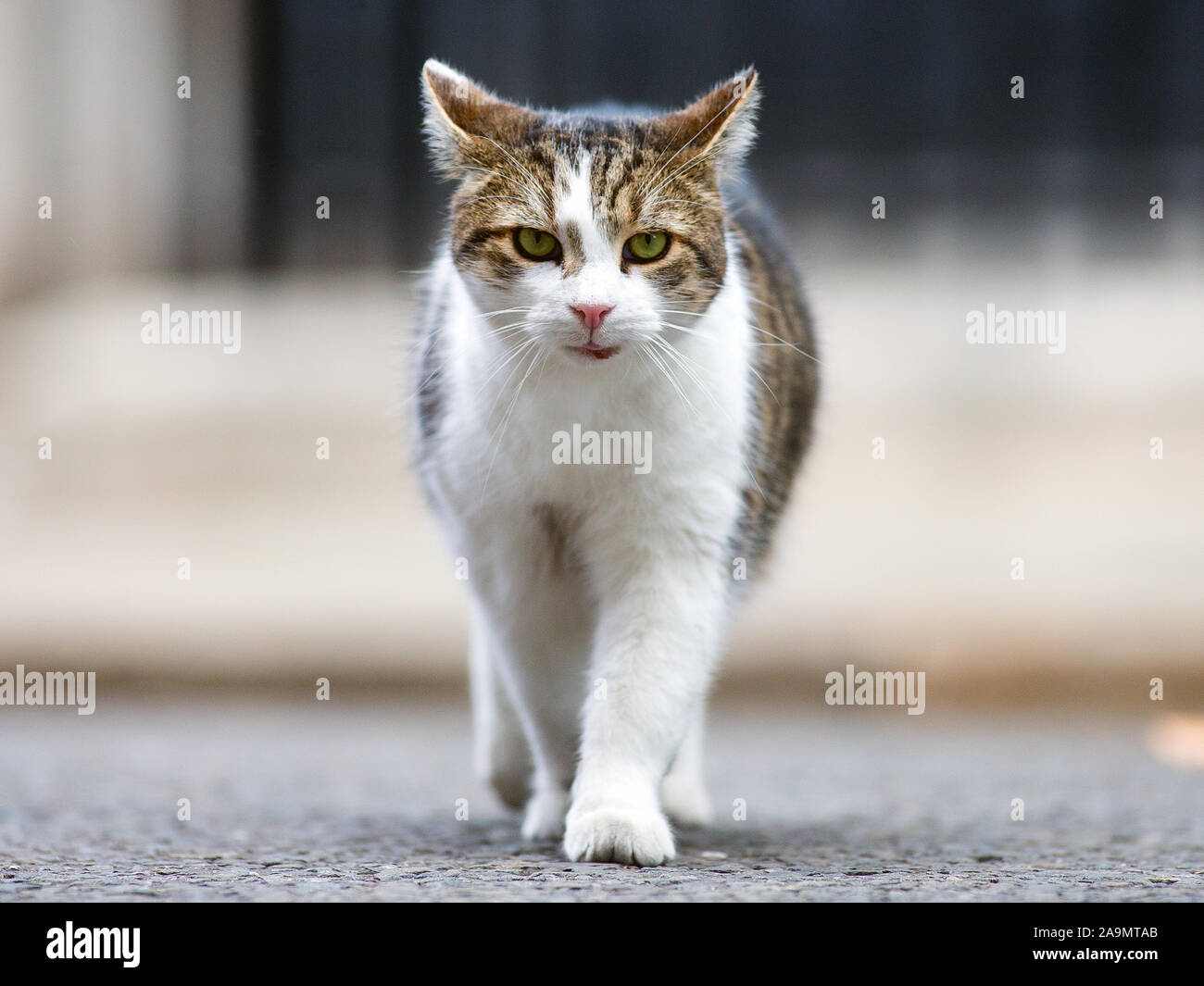 Larry the Cat, Chief Mouser to the office poses on Downing