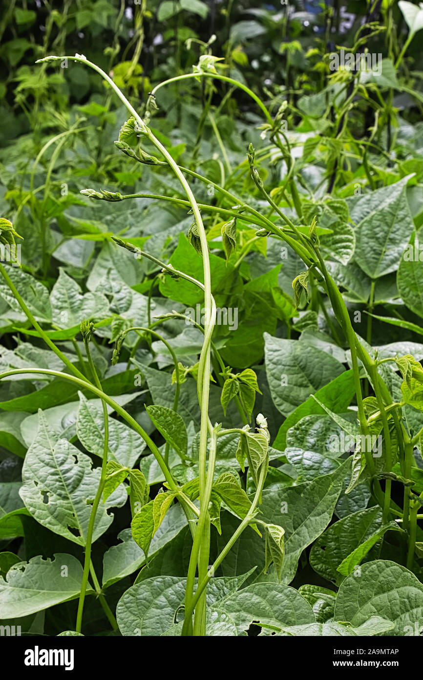 Bean pole hi-res stock photography and images - Alamy
