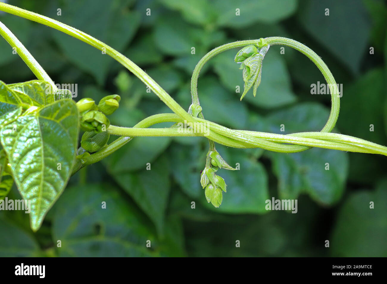 Curling leaves spring hires stock photography and images Alamy