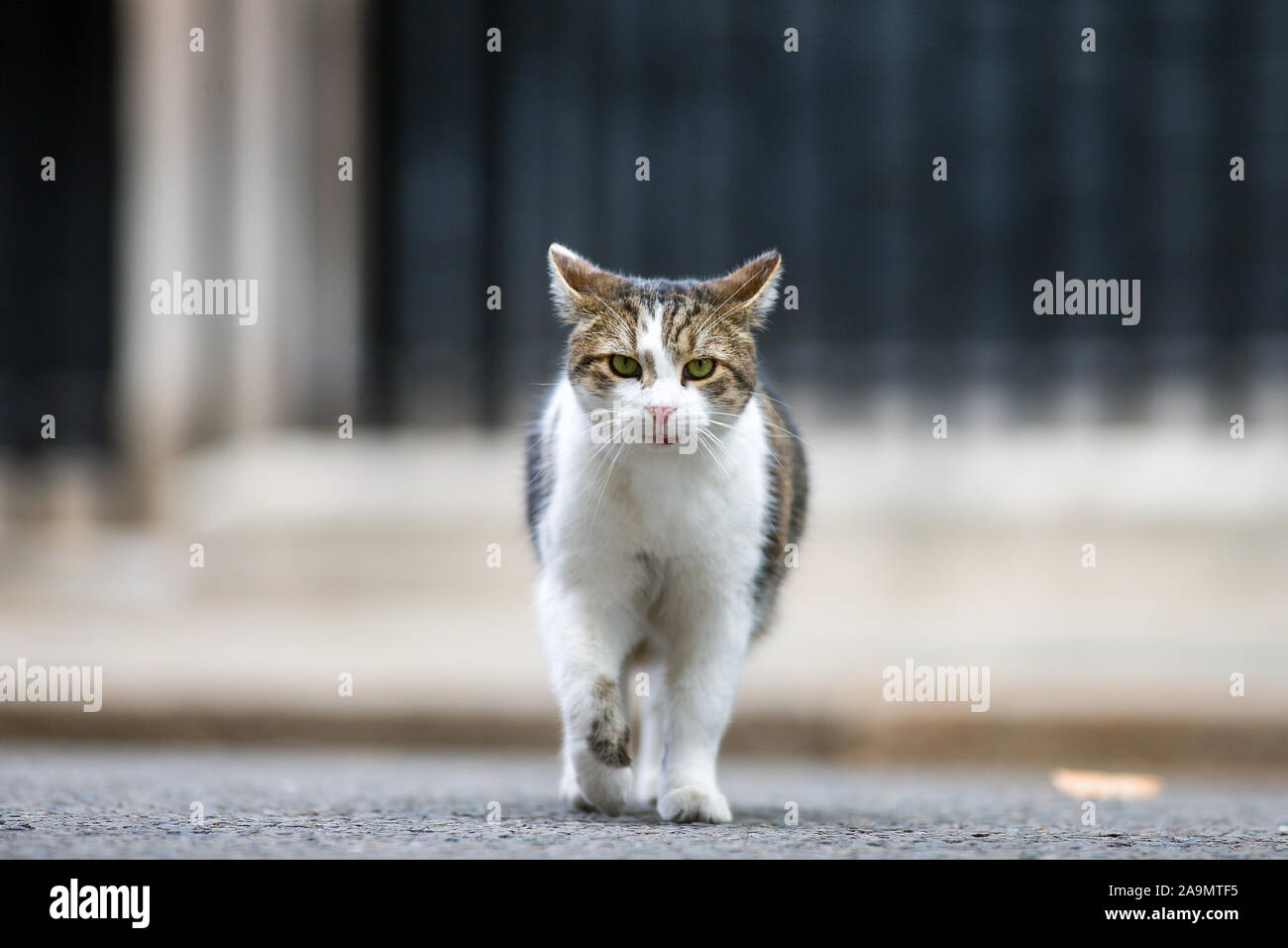 Larry the Cat, Chief Mouser to the office poses on Downing