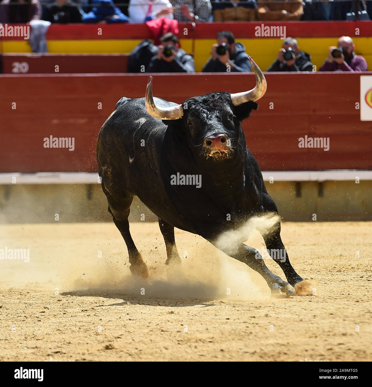 bull in spain with big horns in a traditional spectacle off bullfight ...