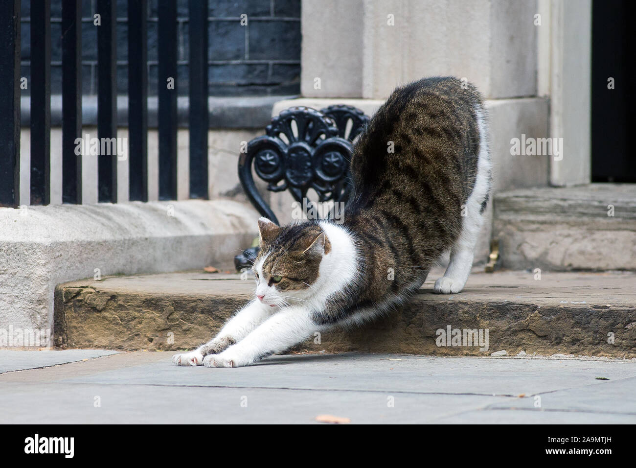Larry the Cat, Chief Mouser to the office poses on Downing