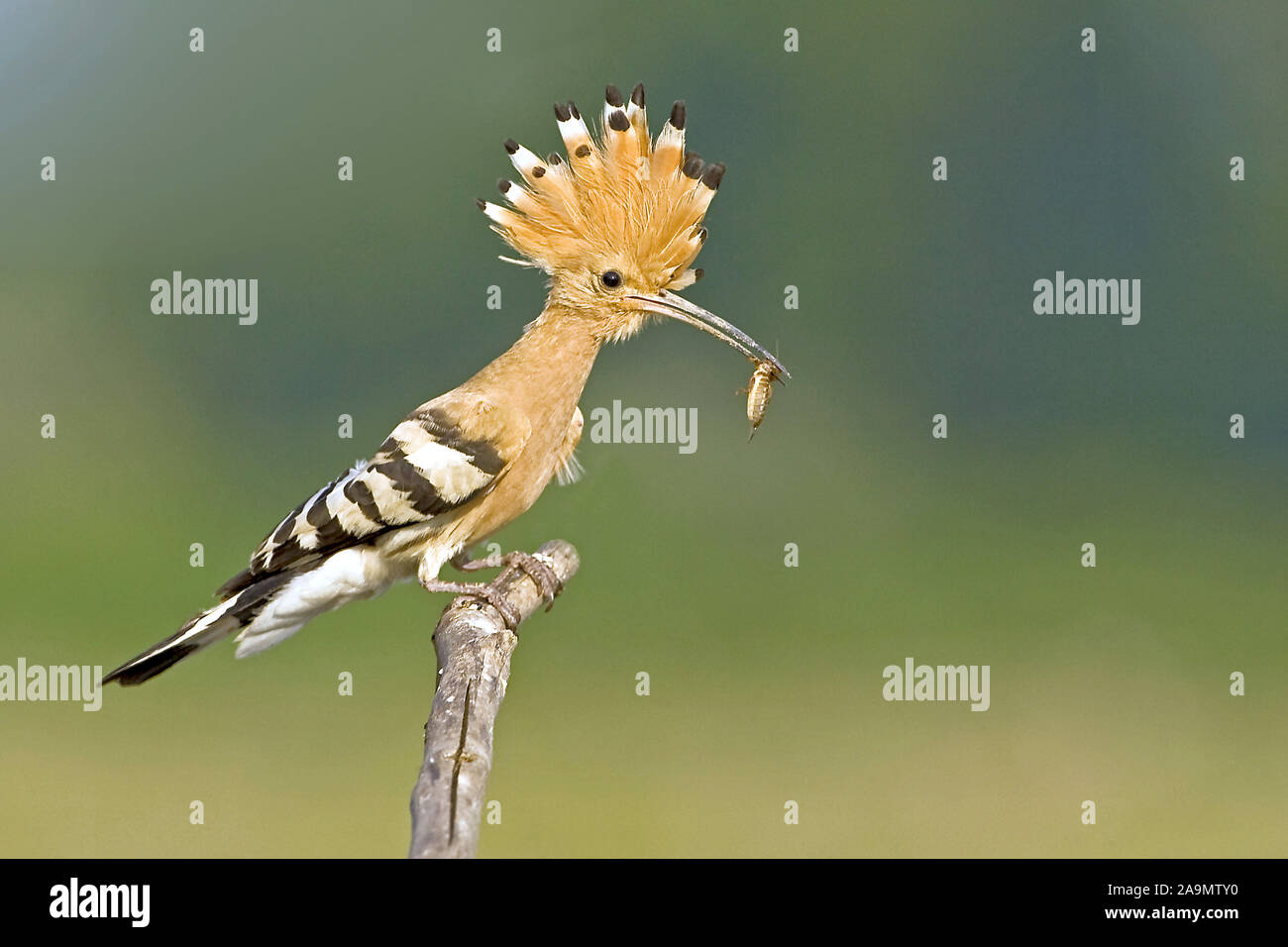 Wiedehopf (Upupa epops) Hoopoe Stock Photo