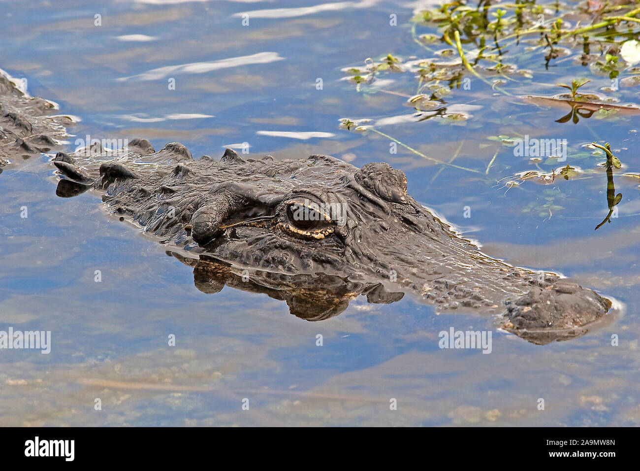 Aligator Alligator, Alligator mississipiensis, Aligator Stock Photo - Alamy