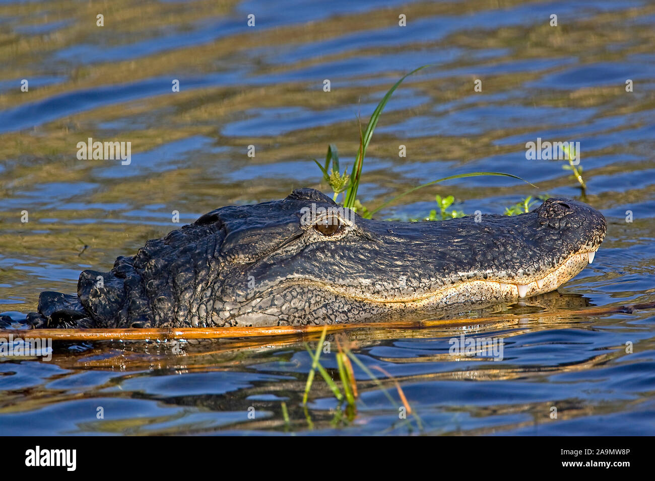 Aligator Mississipialligator hi-res stock photography and images - Alamy