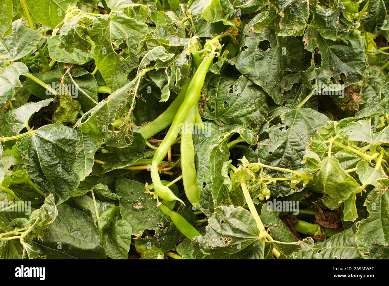 Closeup of bean plants after a frost Stock Photo Alamy