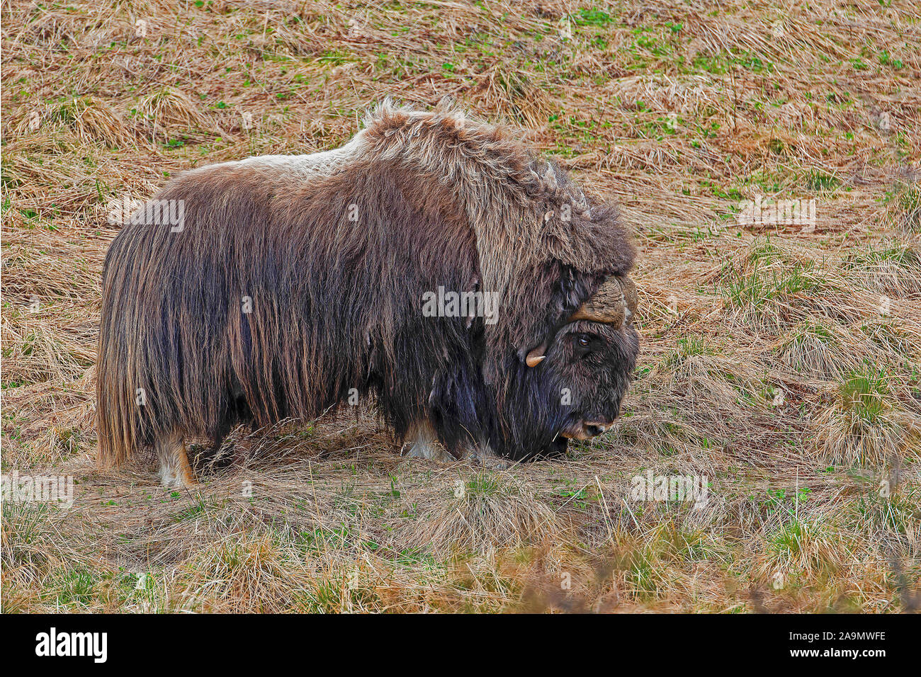 Moschusochse (Ovibos moschatus) muskox Stock Photo - Alamy