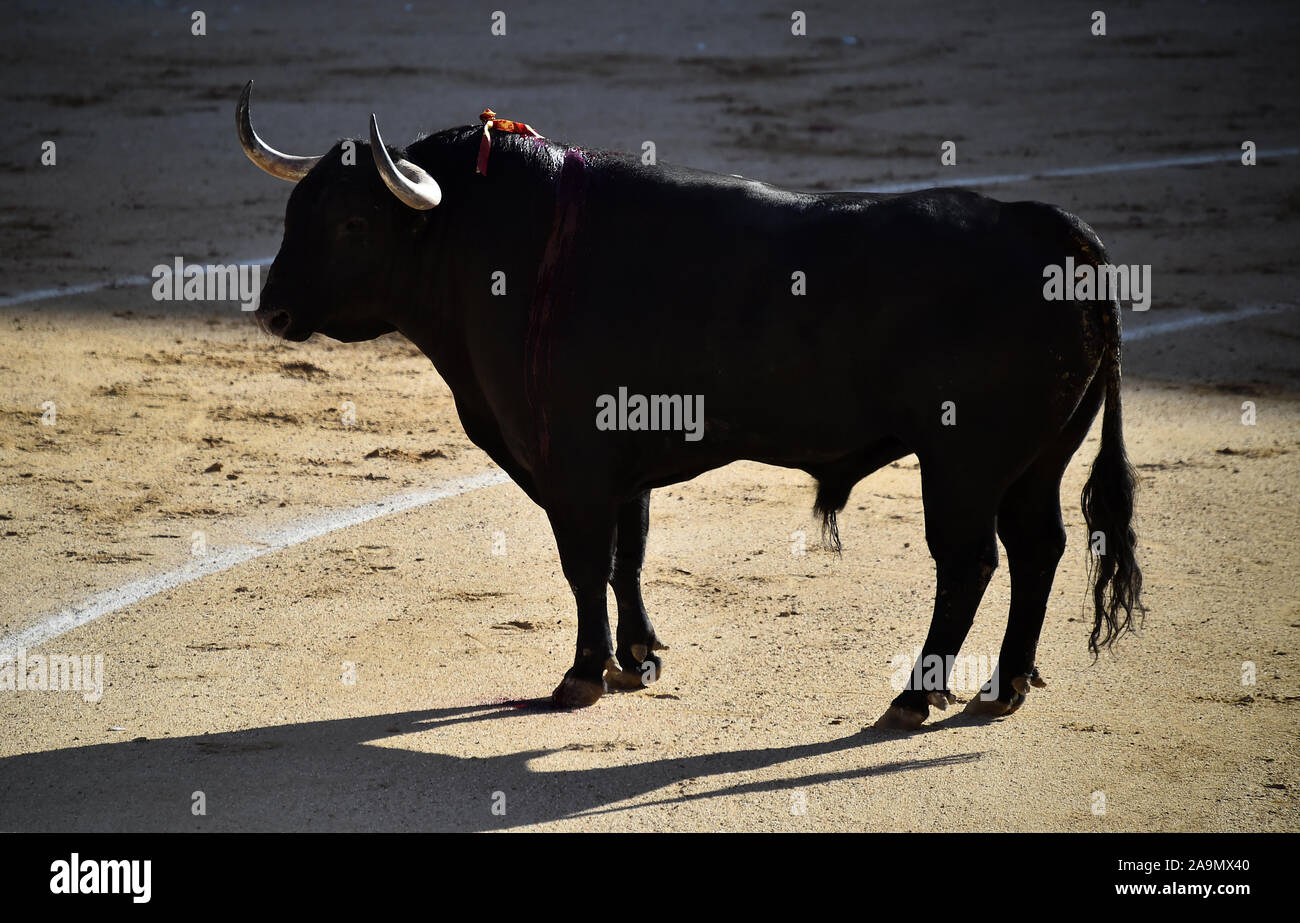 bullfight in spain Stock Photo