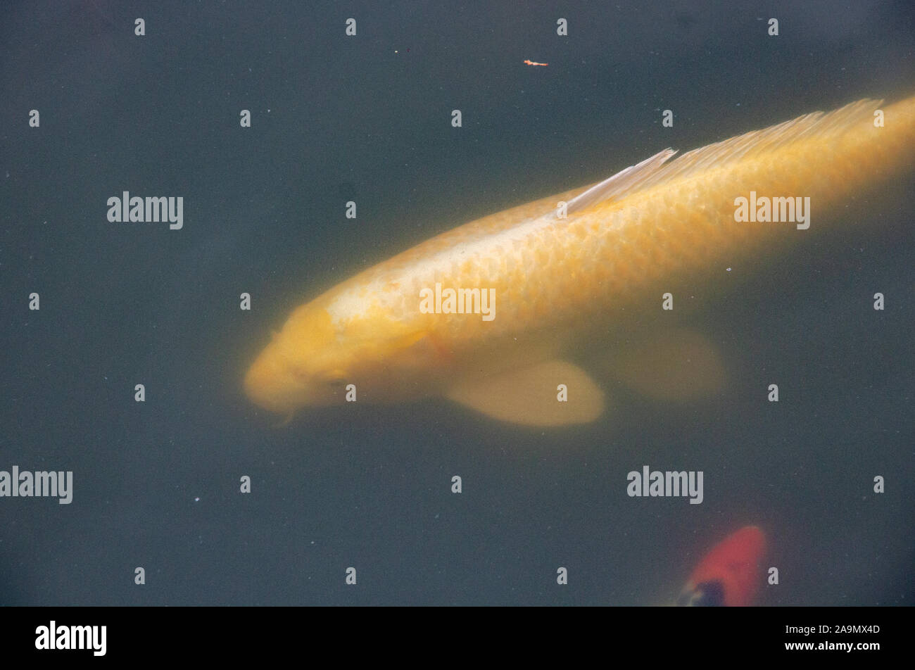 View of a gold carp in a small fish pond Stock Photo