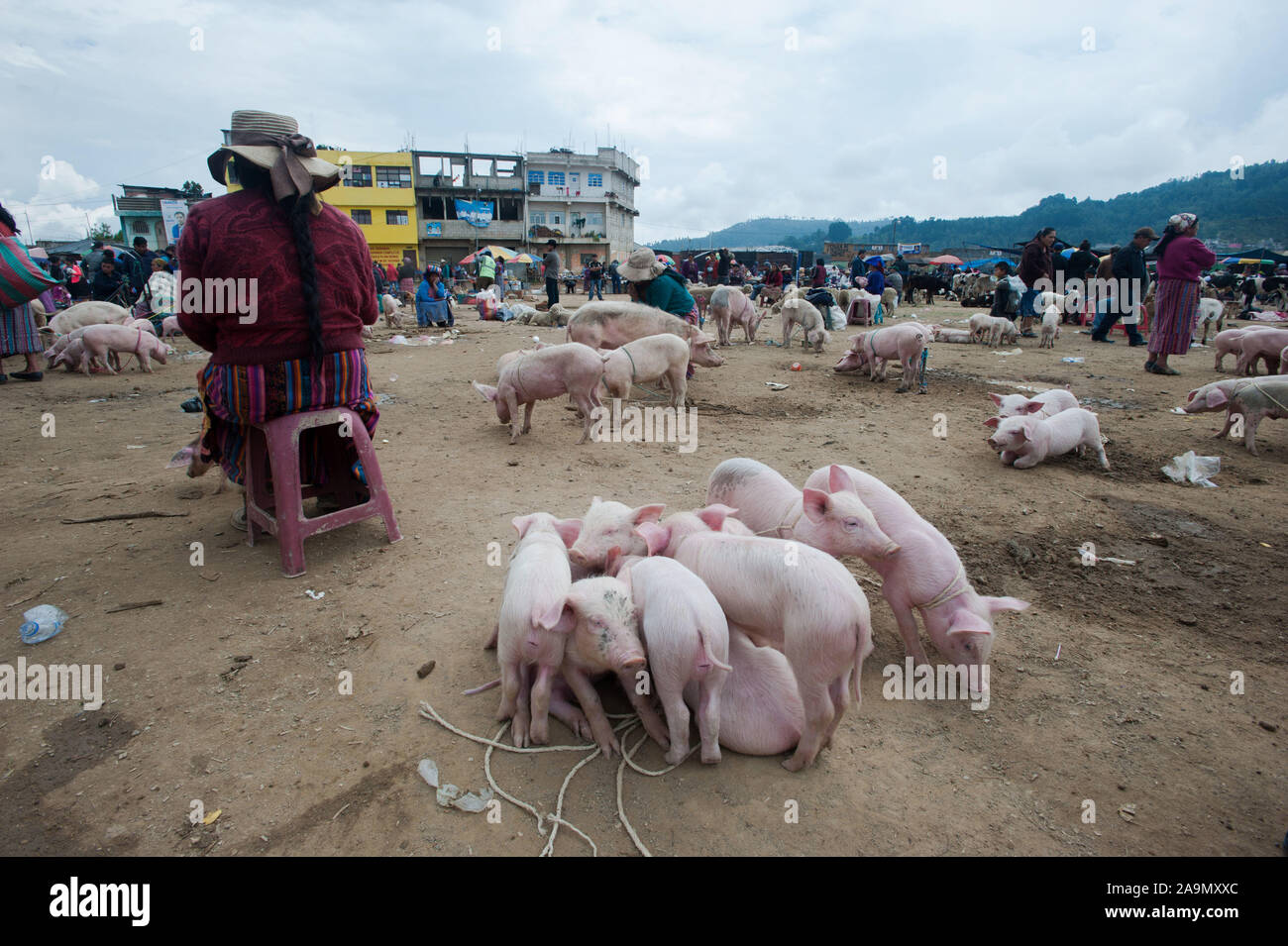 Totonicapan, Guatemala. 14th June, 2019. Animal market in San Francisco El Alto in Totonicapan, Guatemala. Credit: Hiroko Tanaka/ZUMA Wire/Alamy Live News Stock Photo