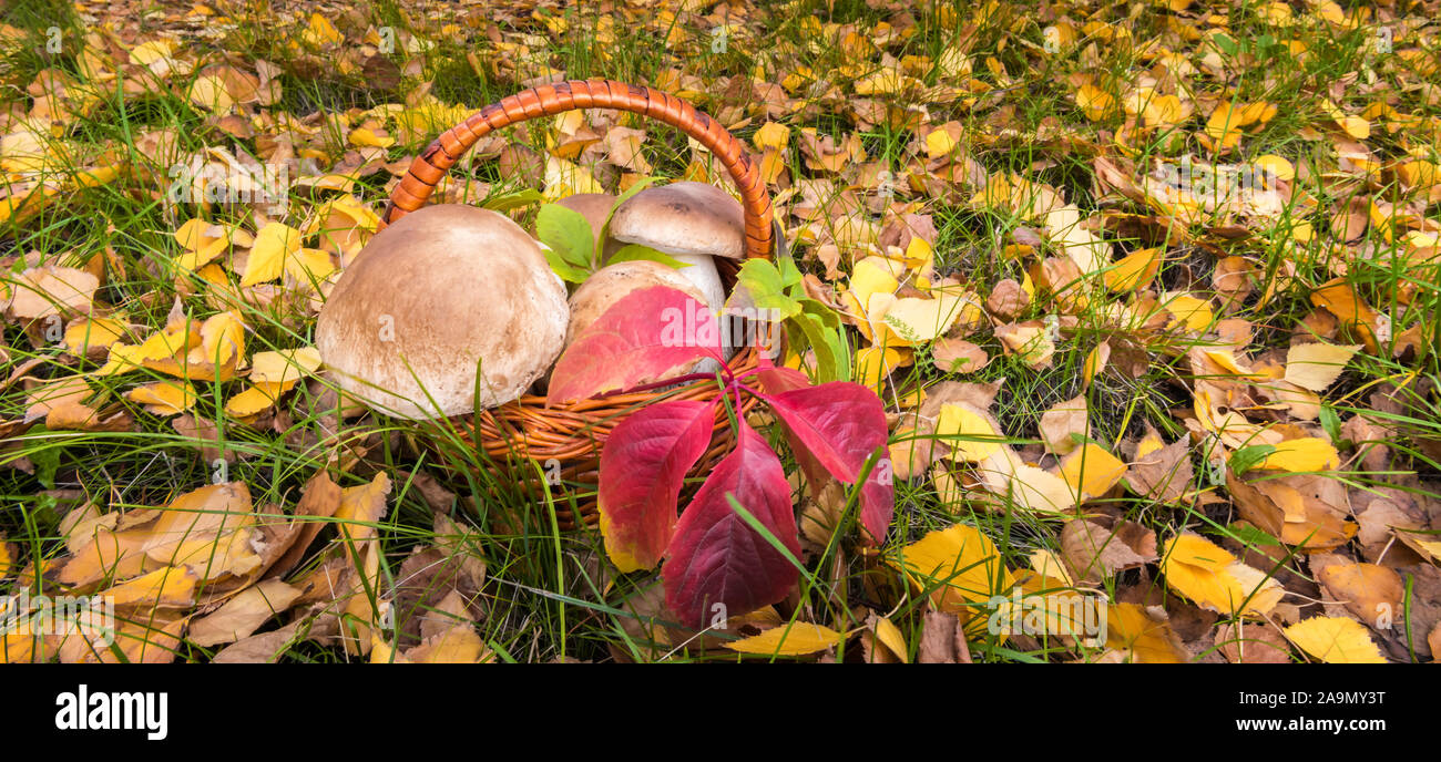 Banner with basket of large wild Penny Bun mushrooms, known as Porchini or Boletus edulis. Autumn background with green grass and fallen golden yellow Stock Photo
