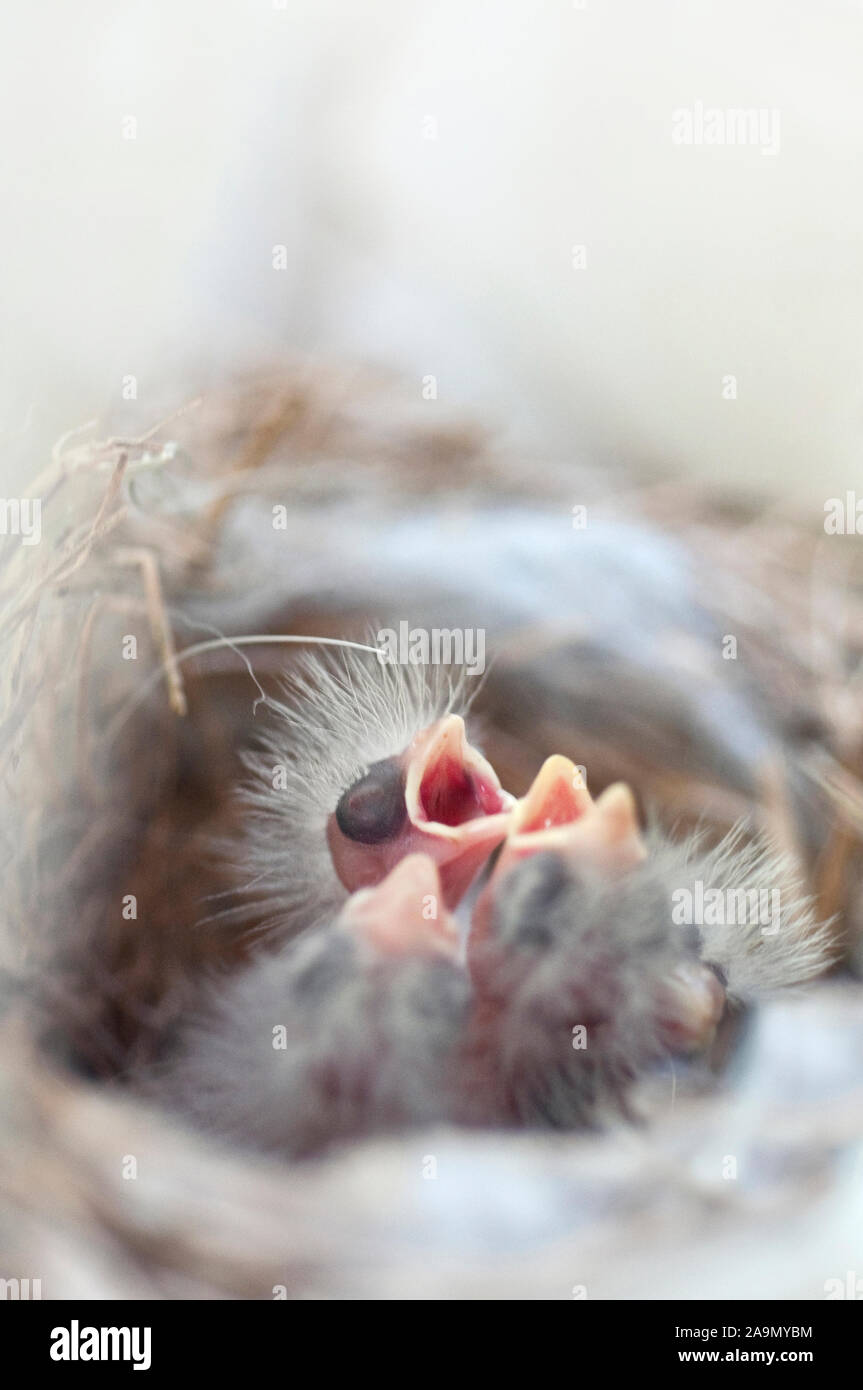 Hungry newborn birds in a nest Stock Photo