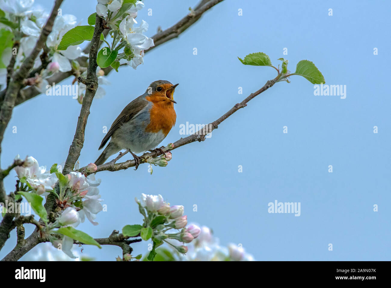 Robin spring blossom hi-res stock photography and images - Alamy