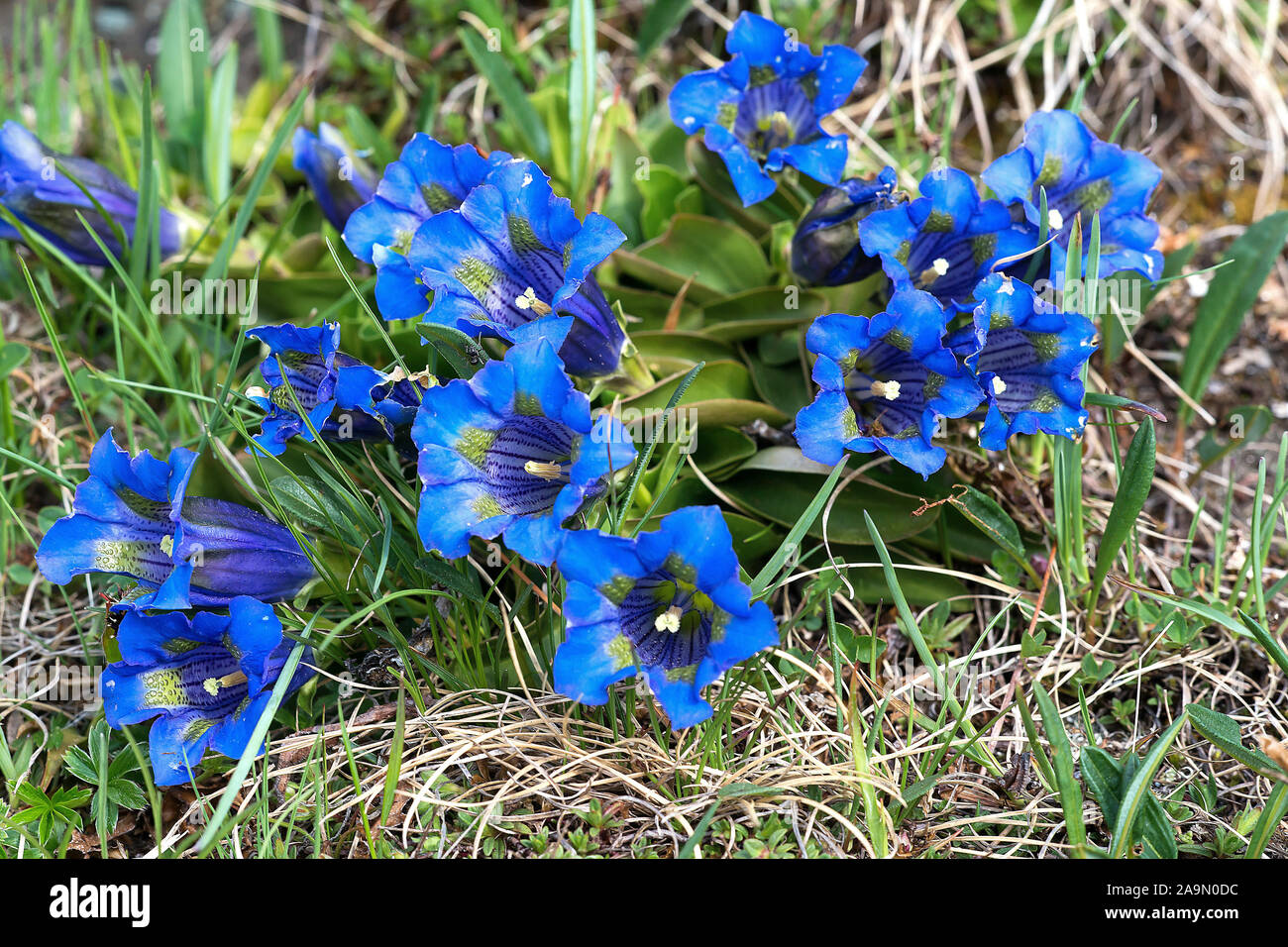 Enzian-staengelloser (Gentiana acaulis) Stock Photo