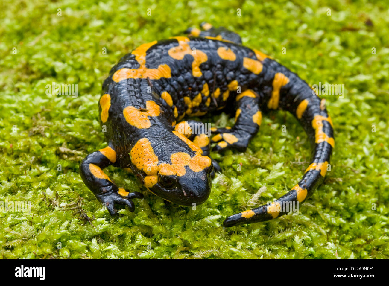 Feuersalamander, Salamandra salamandra, Stock Photo