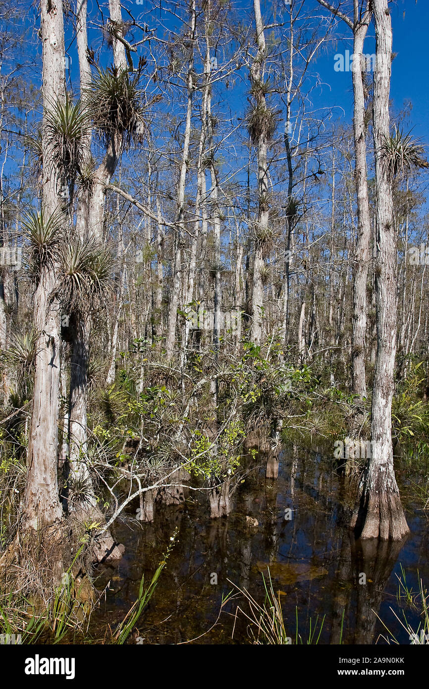 Baumsterben in den Everglades, Florida, Nordamerika Stock Photo