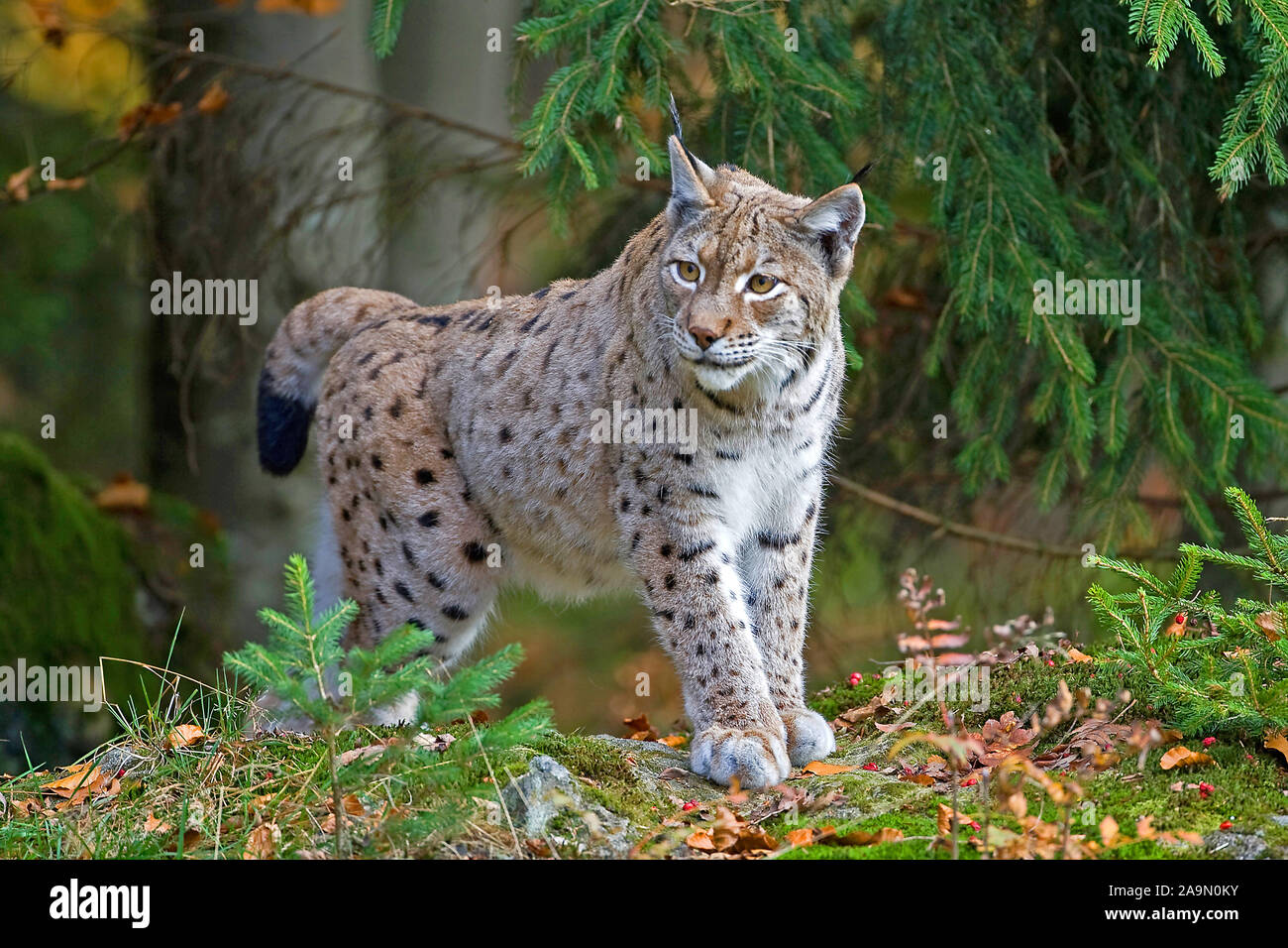Luchs, Felis lynx, Stock Photo