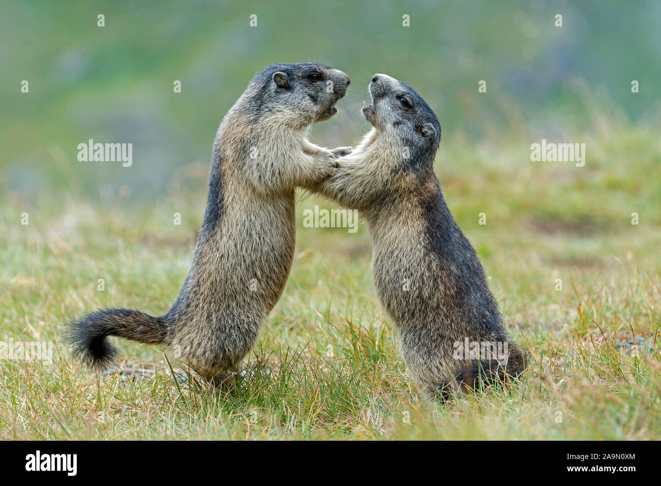Zwei Murmeltiere spielen, Alpenmurmeltier,  (Marmota marmota) Stock Photo