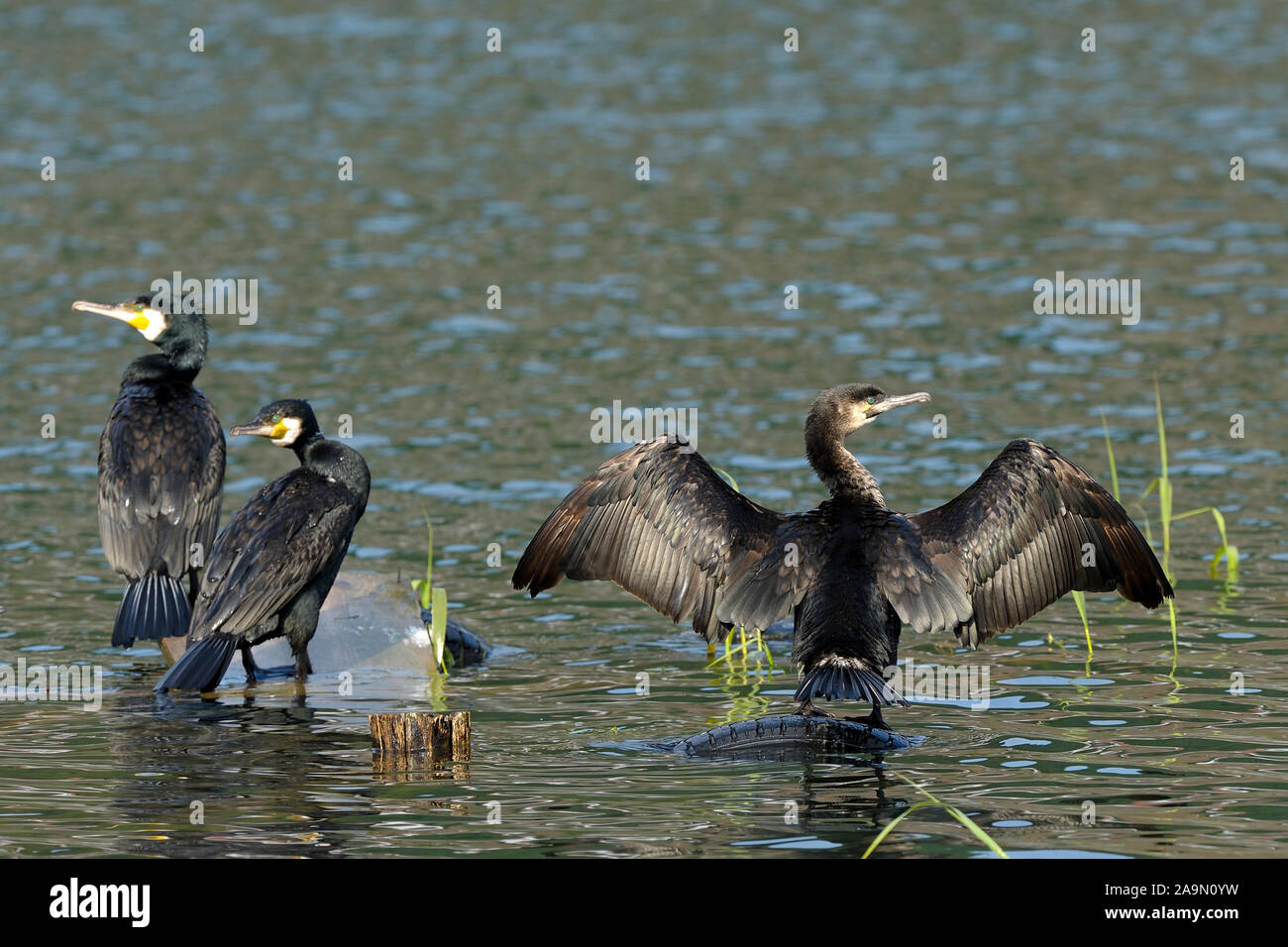Kormoran phalacrocorax hi-res stock photography and images - Alamy