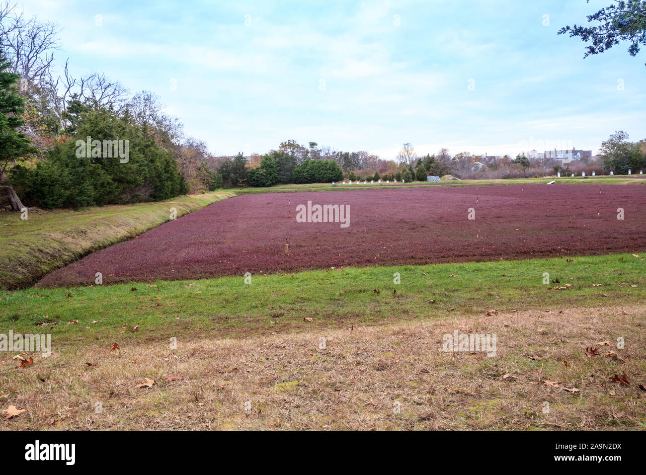 Cranberry bog in the fall on Cape Cod in New England, Massachusetts