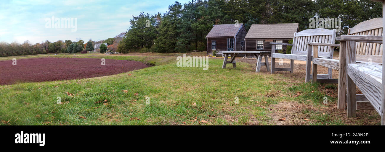 Cranberry bog in the fall on Cape Cod in New England, Massachusetts