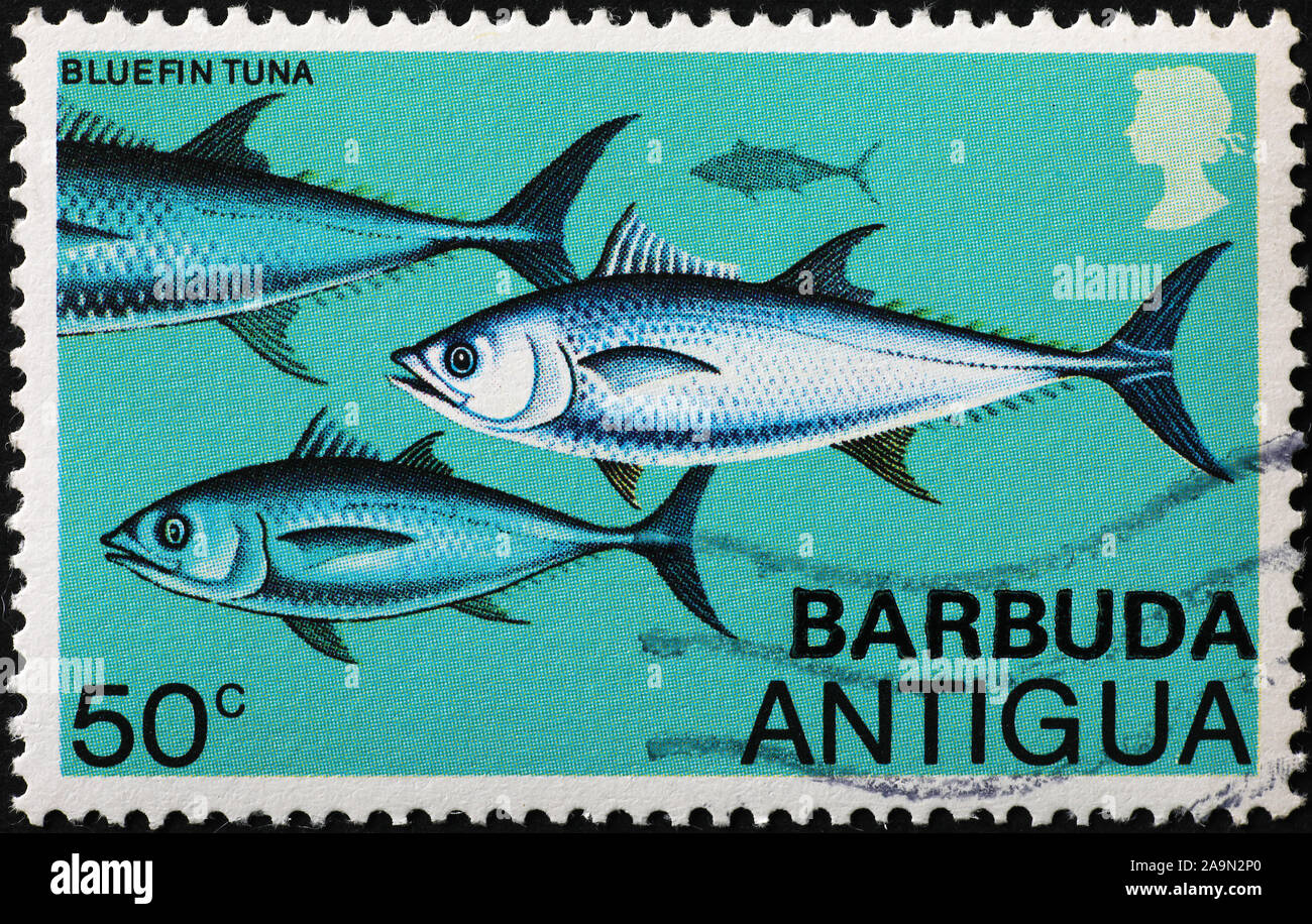 Bluefin tunas on postage stamp of Antigua Stock Photo